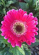 GERBERA JAMESONII GARVINEA TM SWEET SPICE