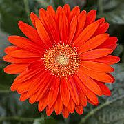 GERBERA JAMESONII GARVINEA TM SWEET GLOW