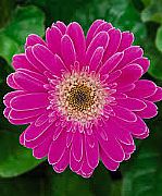 GERBERA JAMESONII GARVINEA TM SWEET SURPRISE