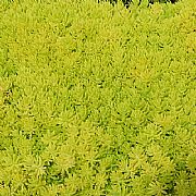 SEDUM MEXICANUM GOLD MOUND