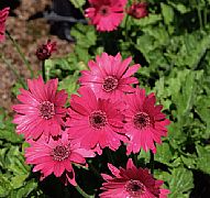 GERBERA JAMESONII GARVINEA TM SWEET DREAMS