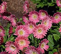 GERBERA JAMESONII GARVINEA TM SWEET MEMORY