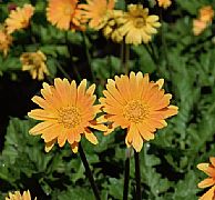 GERBERA JAMESONII GARVINEA TM SWEET HONEY