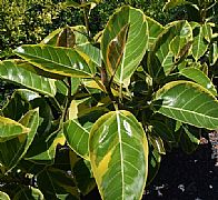 FICUS ELASTICA SHIVEREANA