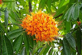 SARACA INDICA