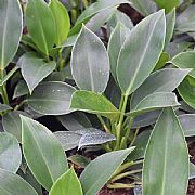 PHILODENDRON LEYVAE ROJO CONGO