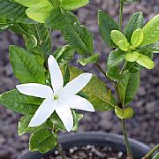 GARDENIA SCABRELLA