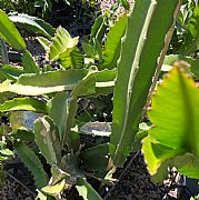 HYLOCEREUS POLYRHIZUS RED FLESH DRAGONFRUIT