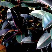 FICUS ELASTICA BURGUNDY BLACK NIGHT