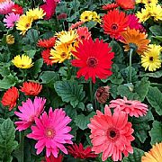 GERBERA JAMESONII MEGA REVOLUTION MIX