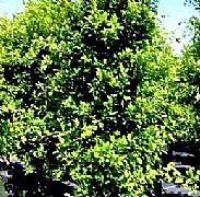 FICUS MICROCARPA HILLII FLASH