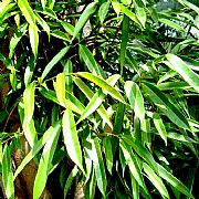 FICUS LONGIFOLIA