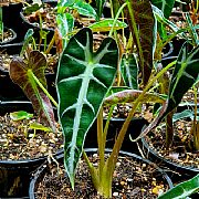 ALOCASIA X AMAZONICA FAIRY