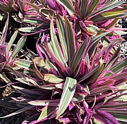 TRADESCANTIA SPATHACEA RAZZMATAZZ COMPACTA RHOEO