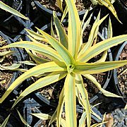 YUCCA GLORIOSA CITRUS TWIST NEW