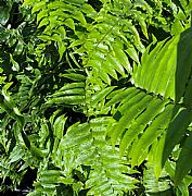 NEPHROLEPIS EXALTATA BOSTON MACHO