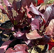 BETA VULGARIS BEETROOT