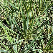 YUCCA FILAMENTOSA GARLAND GOLD