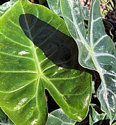 ALOCASIA SANDERIANA MORROCCO