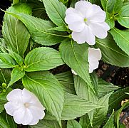 IMPATIENS HAWKERI SUNPATIENS (R) COMPACT DEEP ROSE