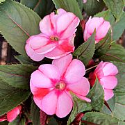 IMPATIENS HAWKERI SUNPATIENS(R) COMPACT PINK CANDY