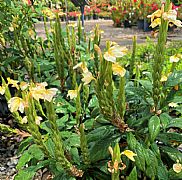 CROSSANDRA INFUNDIBULIFORMIS YELLOW