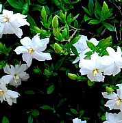 GARDENIA JASMINOIDES RADICANS