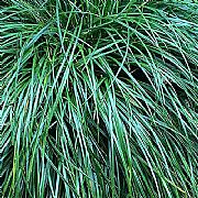 OPHIOPOGON JAPONICUS EMERALD