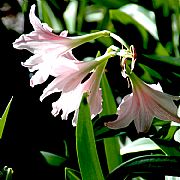 HIPPEASTRUM VITTATUM