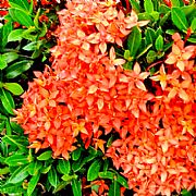 IXORA CHINENSIS SUNKIST