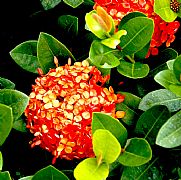 IXORA COCCINEA CORAL COALS