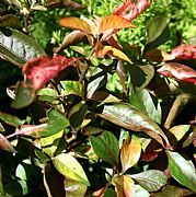 ALTERNANTHERA BRASILIANA TRICOLOUR