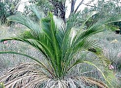 MACROZAMIA RIEDLEI