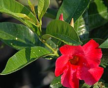 MANDEVILLA BOLIVIENSIS CRIMSON KING PBR