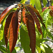 MANGIFERA INDICA GRAFTED BOWEN KP