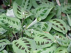 MARANTA LEUCONEURA