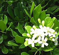 MURRAYA PANICULATA EXOTICA