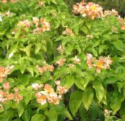 MUSSAENDA PHILIPPICA CALCUTTA SUNSET