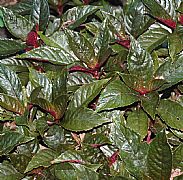 NAUTILOCALYX LYNCHII