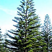 ARAUCARIA HETEROPHYLLA