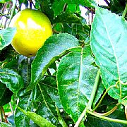 PASSIFLORA EDULIS TROPICAL YELLOW