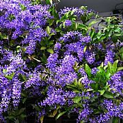 PETREA VOLUBILIS KOHAUTIANA