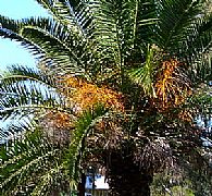 PHOENIX CANARIENSIS