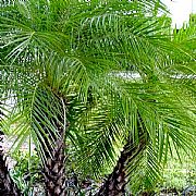 PHOENIX ROEBELENII