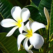 PLUMERIA OBTUSA