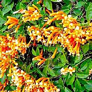 PYROSTEGIA VENUSTA IGNEA