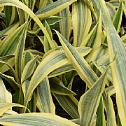 SANSEVIERIA TRIFASCIATA CRAIGII