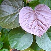 THESPESIA POPULNEOIDES RUBRA