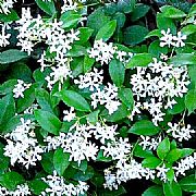 TRACHELOSPERMUM JASMINOIDES
