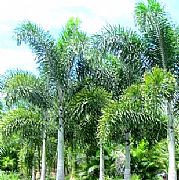 WODYETIA BIFURCATA